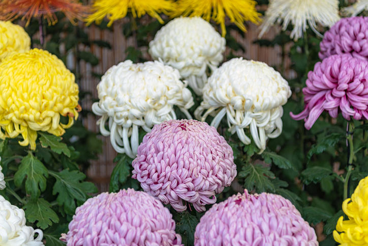 色とりどりの菊の花
