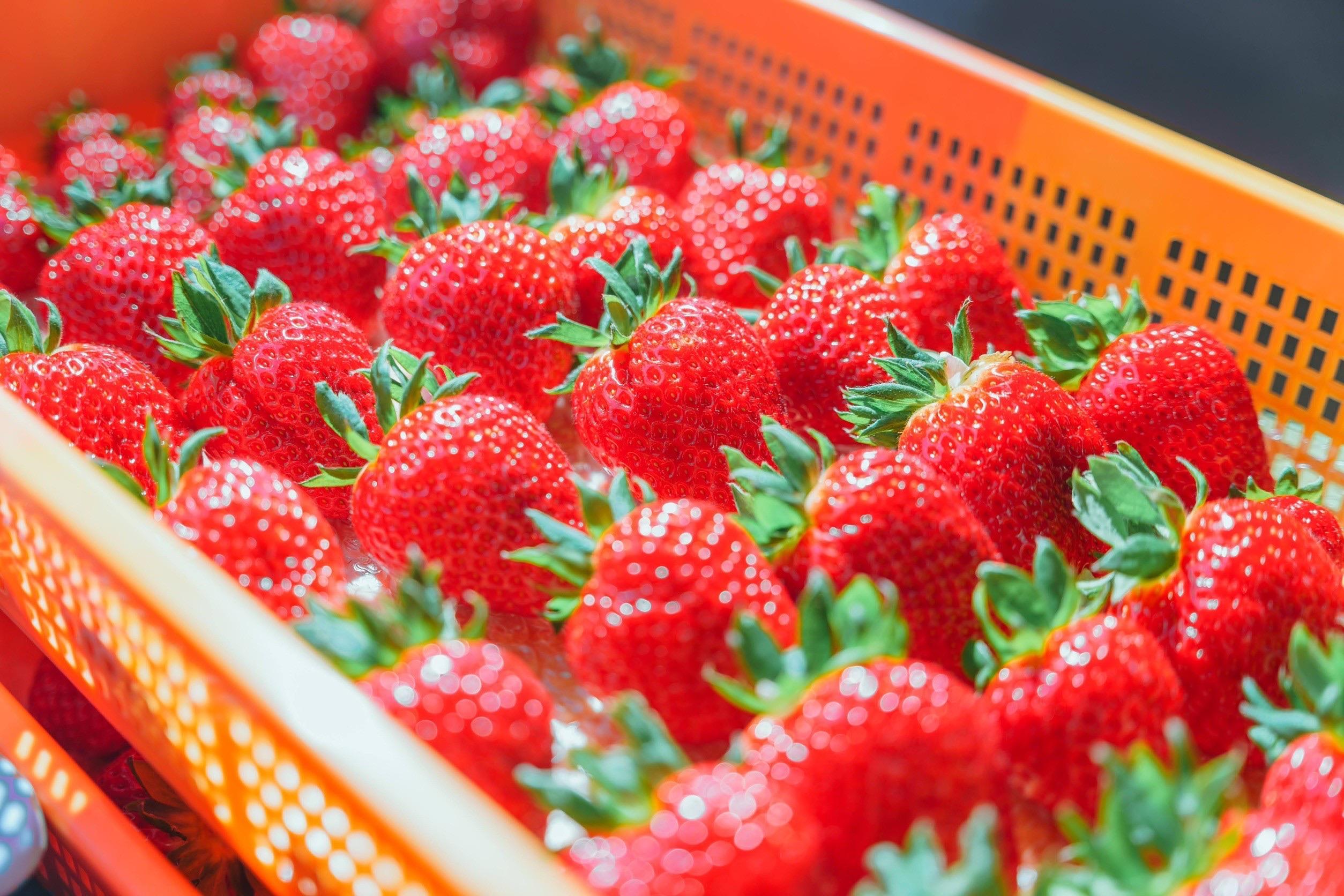 【イベント予告】各地の「いちご」が登場！