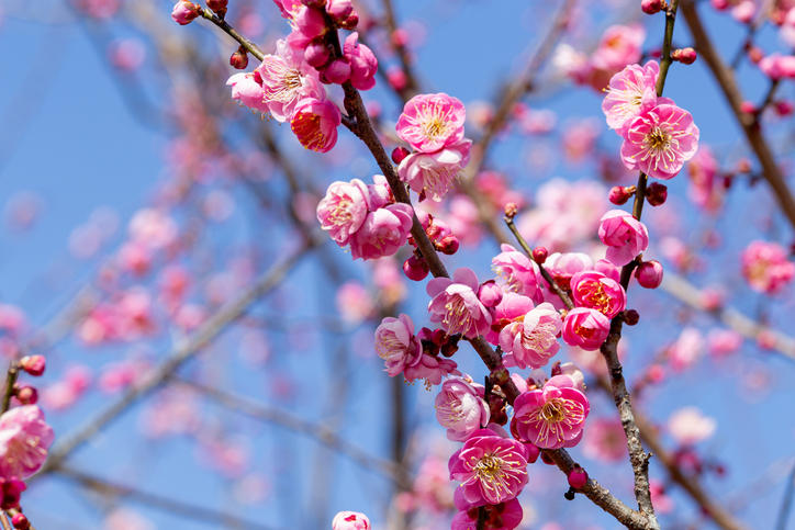 梅の花