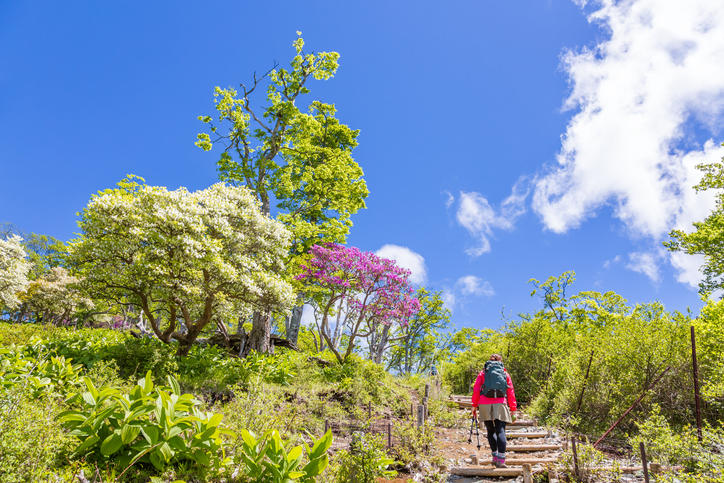 青空のもと、新緑が広がる山をハイキングする人。