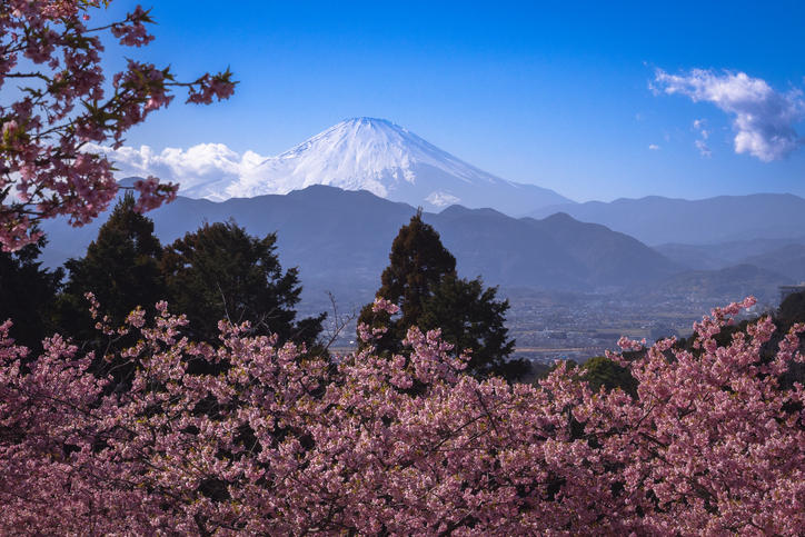桜と富士山春の様子