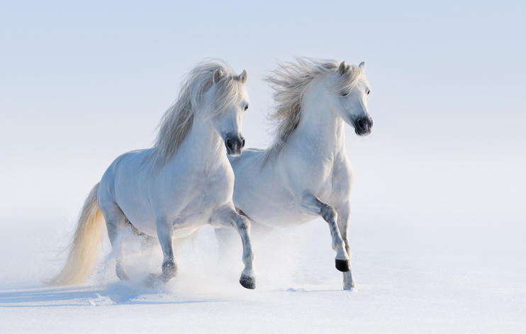 2頭の白馬が雪原を走っている。