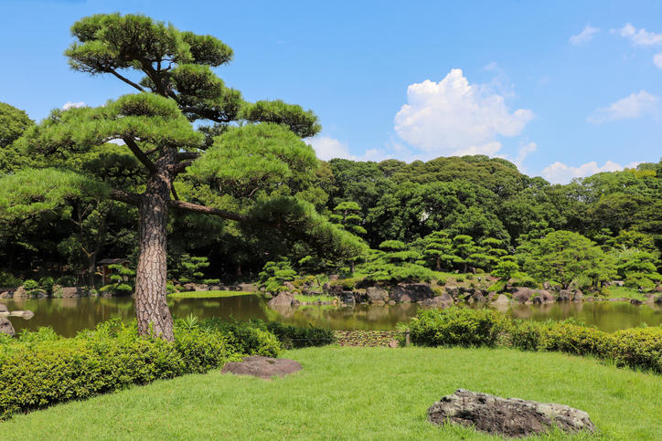 青空の下、松がそびえ立っている。