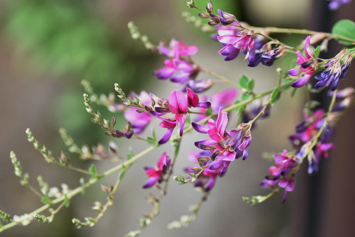 秋に咲く赤紫色の萩の花