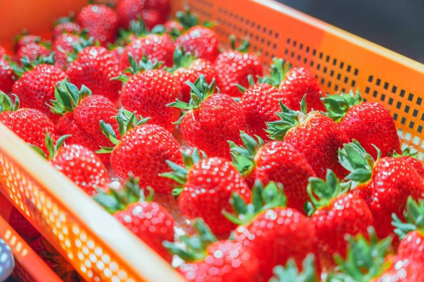 旬の恵みを毎月お届け！　うめだマルシェ