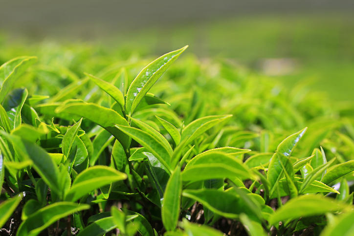 茶園のお茶の葉