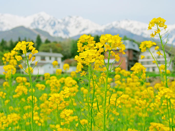 雪山を背景に菜の花が満開に咲いている