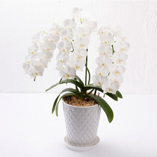 「サトウ花店」の「ミニ胡蝶蘭 3本立（白）【特撰品】」