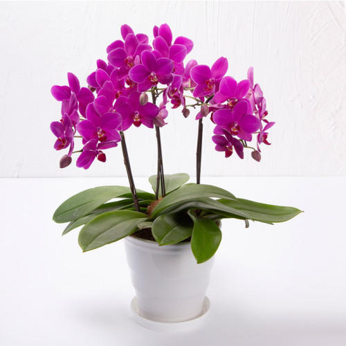 サトウ花店 の「ミニ胡蝶蘭 3本立（濃ピンク系）」