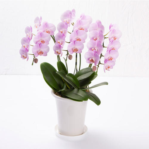 白色の鉢植えに入ったサトウ花店のピンクのミニ胡蝶蘭