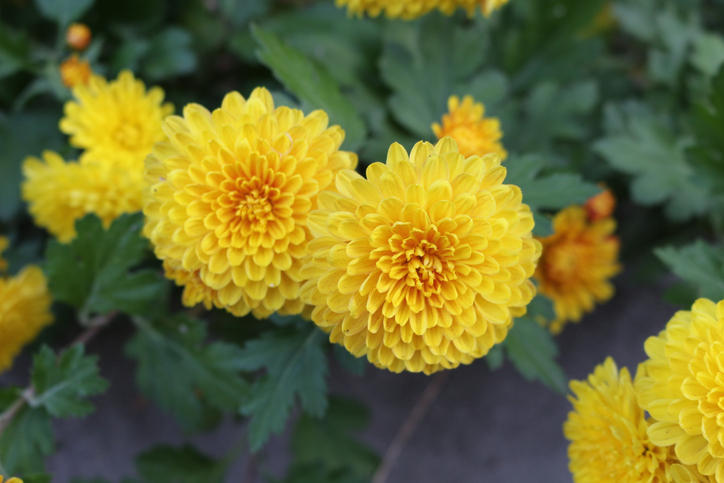 黄色い菊の花