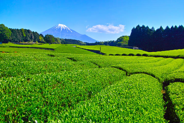 青々しい茶畑の向こうに富士山を望む様子