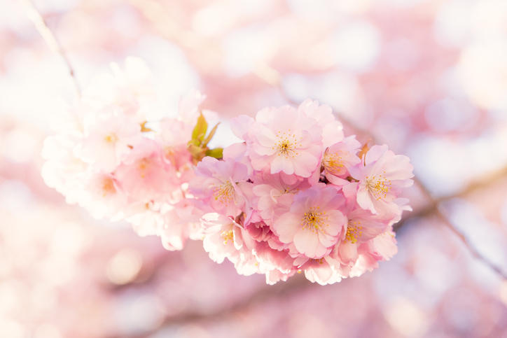 木漏れ日のなか桜の花が満開に咲いている