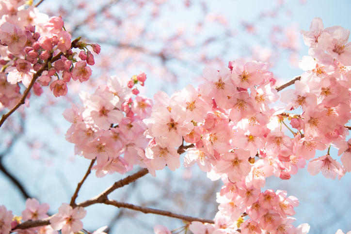 青い空を背景にピンク色の花を咲かせるソメイヨシノ