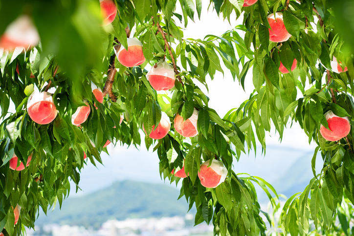 木になっているたくさんの桃