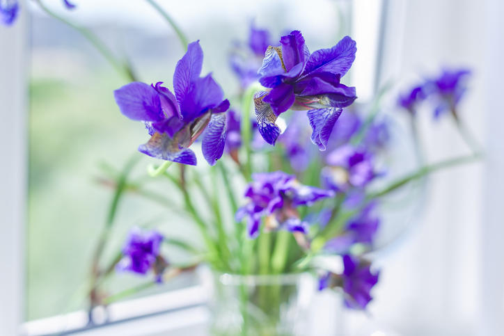 窓辺に飾られた菖蒲の花