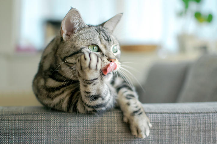 ソファでくつろぐ舌を出した猫