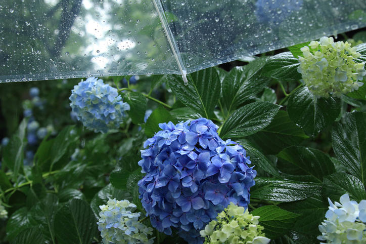ブルーのあじさいと雨に打たれた透明なビニール傘