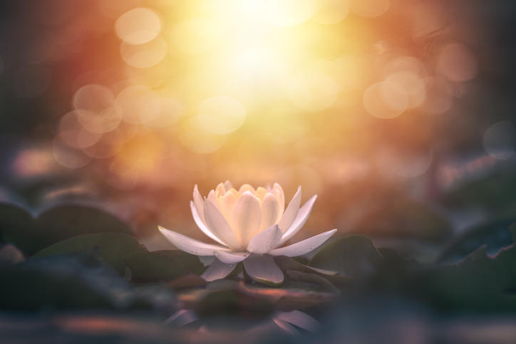 ハスの花が光を浴びながら水面で咲いている