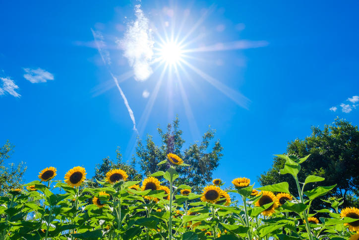 青い空の下、たくさんのひまわりが育ち、太陽の光が燦々と降り注いでいる