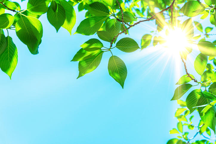 青空のもと太陽の光が新緑の葉に射しこんでいる様子