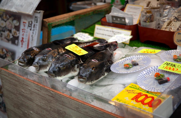 店頭に並ぶ4匹のふぐと盛り付けられたフグ刺し