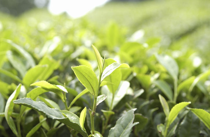 畑にある茶葉の芽