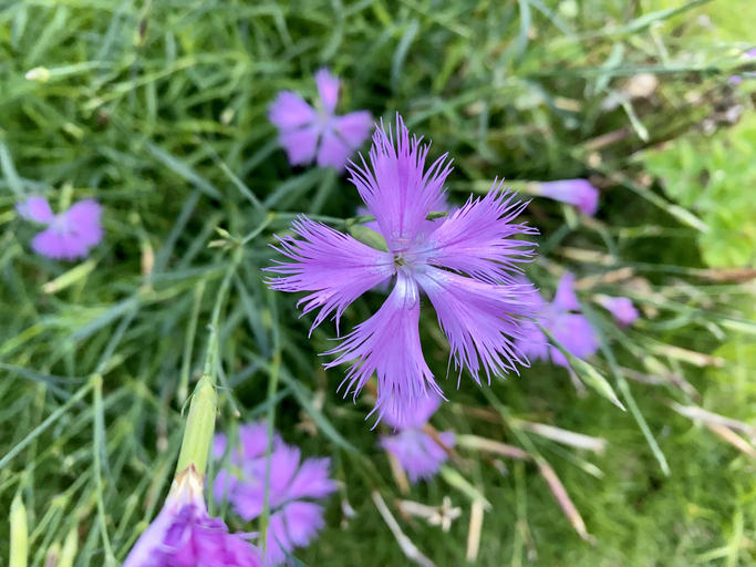 紫色の花の撫子