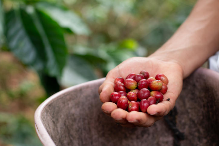 収穫したばかりのコーヒー豆を手に持つ様子