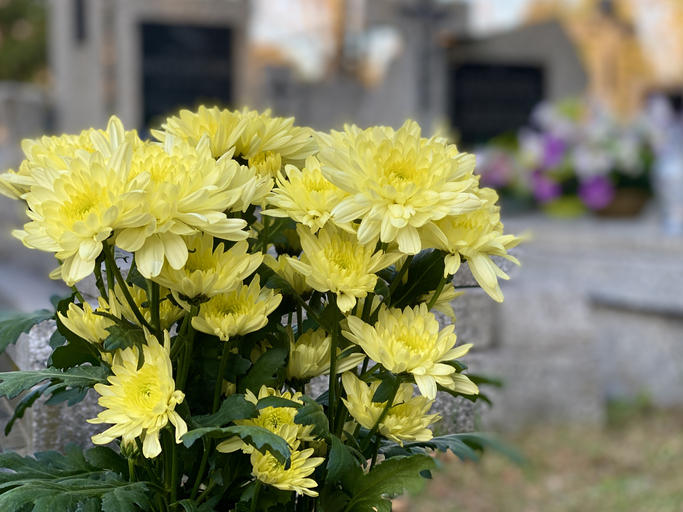 墓地に飾られた黄色い菊の花束