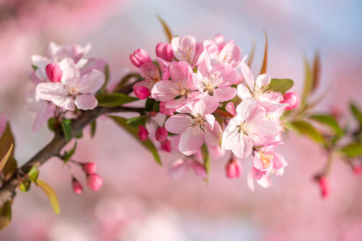 桃の木の花