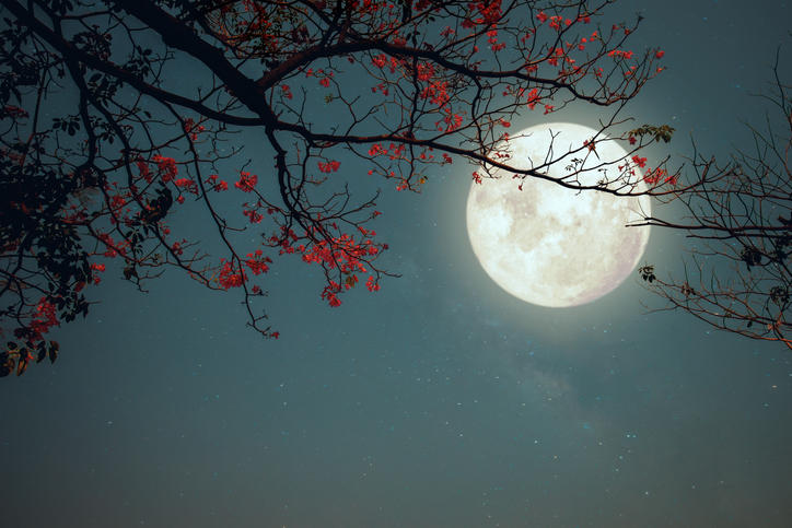 夜空に満月がのぼり赤い花とともに見上げている