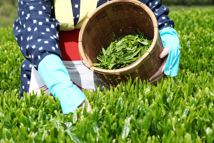 茶畑で摘んだ茶葉をカゴに入れている様子