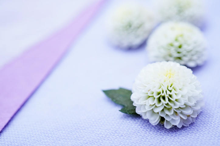 薄紫の布に並んだ白い菊の花