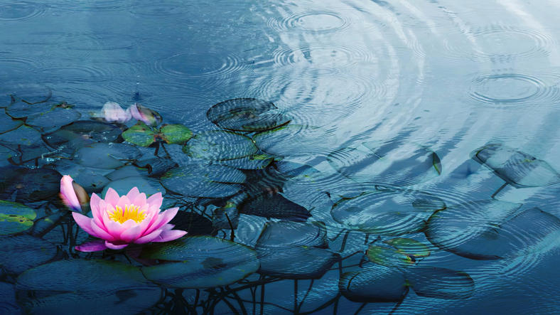 池に浮かぶピンク色の蓮の花