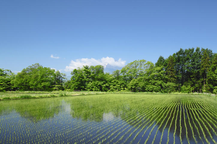 青空と緑と田んぼが織り成す田園風景