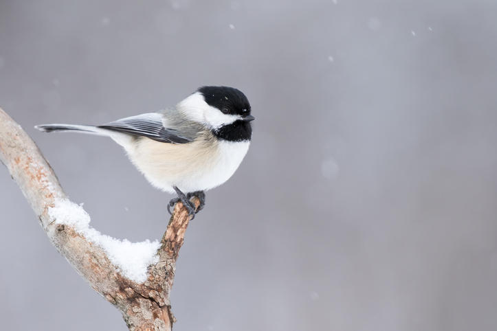 雪が積もった樹の枝に止まったコガラ