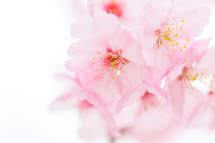 白い背景で桃の花を接写で撮影している