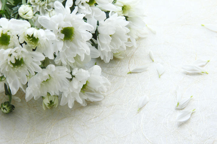 白い和紙の上に白い菊の花と花びらが置いてある