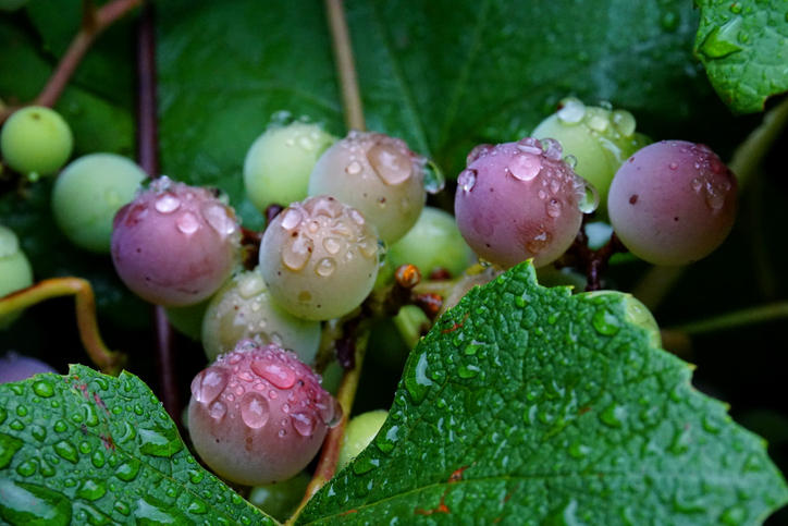 未熟なブドウの実と葉に付いた雨粒