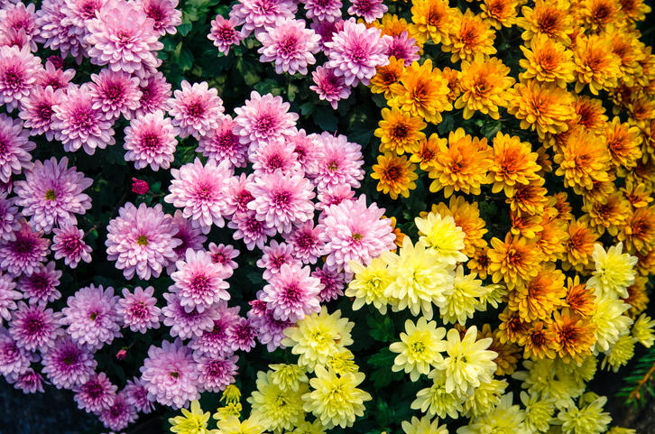 3色の菊の花が咲いている