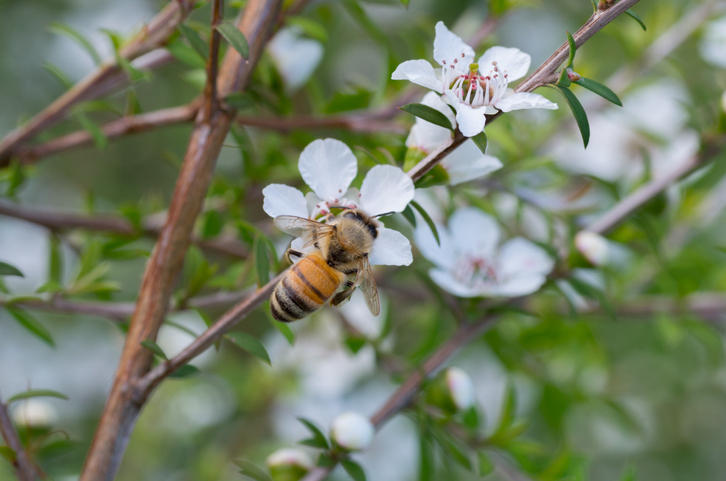 マヌカ蜂蜜を作るために花粉と蜜を収集するマヌカの花の蜂