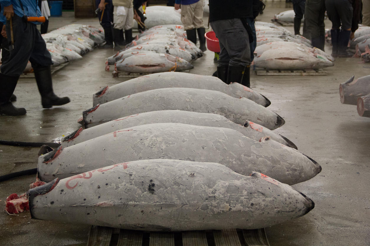 水揚げし冷凍されたマグロが並ぶ魚市場の様子