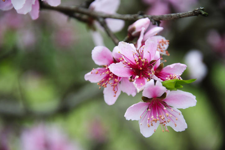 ピンク色をした桃の花が開花した様子