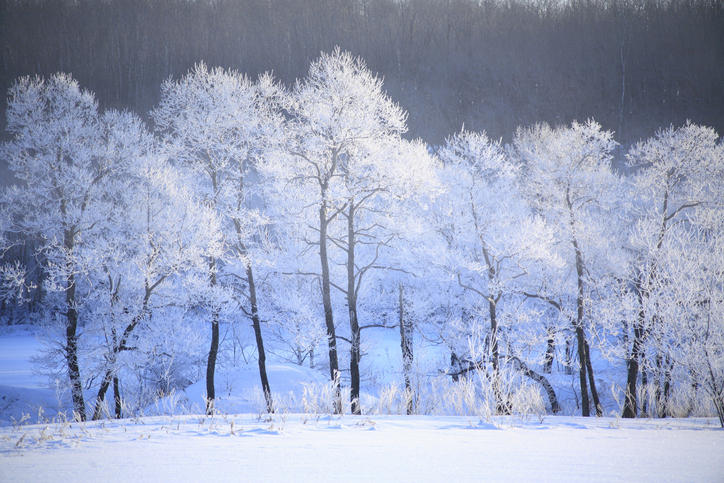 樹氷の風景