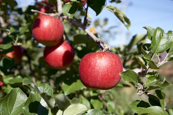 木になったたくさんの赤いりんご