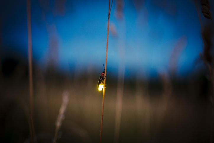 夕暮れの草原に光る1匹の蛍のフォーカス