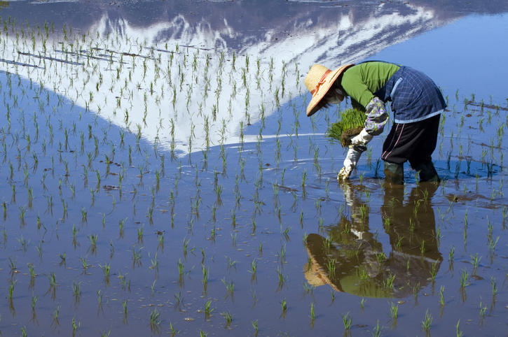 鏡富士の田んぼのなかで稲を植える女性