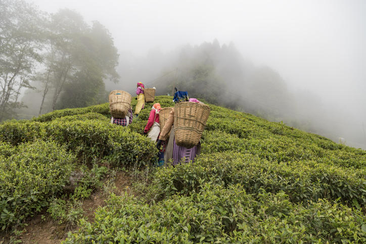 ダージリンの茶園で女性たちが茶摘みをしている