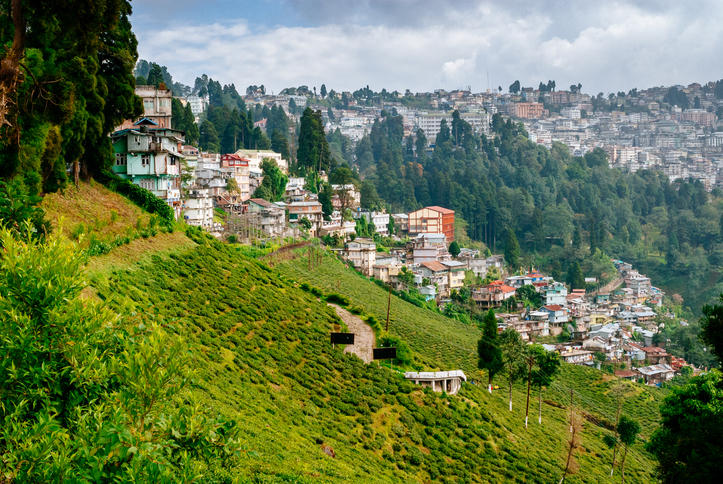 インドダージリン茶園からの景色